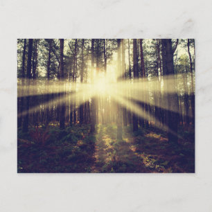 Forest Sunams Postkarte