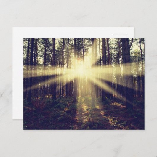 Forest Sunams Postkarte (Vorne/Hinten)