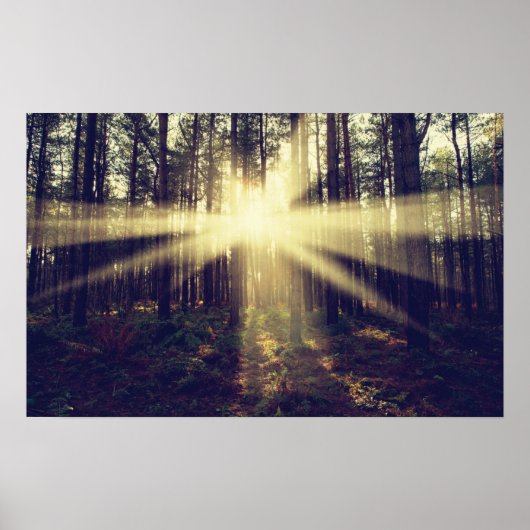 Forest Sunbeams Poster (Vorne)