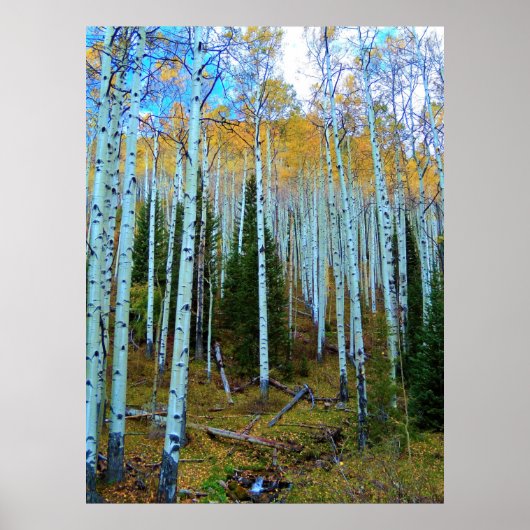 Forest Throught the Trees Poster (Vorne)