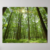 Forest with Sun Behind Poster (Vorne)