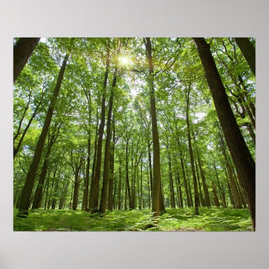 Forest with Sun Behind Poster (Vorne)