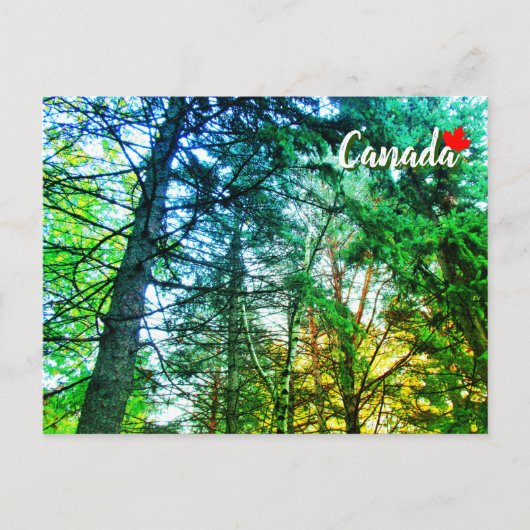 Forest Woodland Medley of Trees Canada Postkarte (Vorderseite)