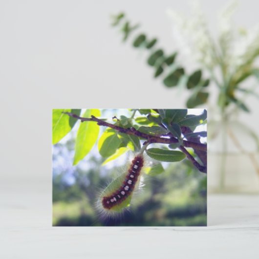 Forest Zent Raupe 1 Postkarte (Stehend Vorderseite)