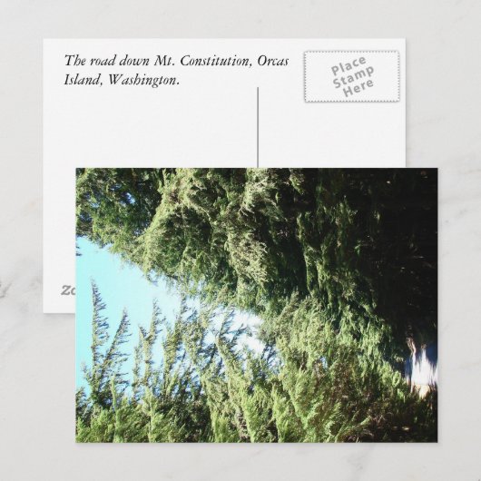 Forested Road Moran Staat Park Postkarte (Vorne/Hinten)