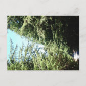 Forested Road Moran Staat Park Postkarte (Vorderseite)