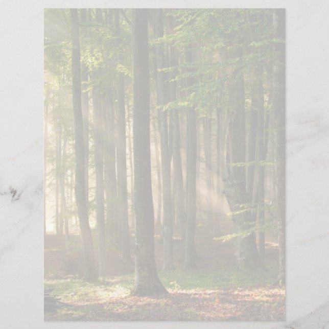 Forests | Autumn Forest (Vorderseite)