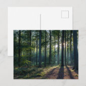 Forests | Black Forest Germany Postkarte (Vorne/Hinten)