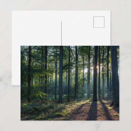 Forests | Black Forest Germany Postkarte (Vorne/Hinten)