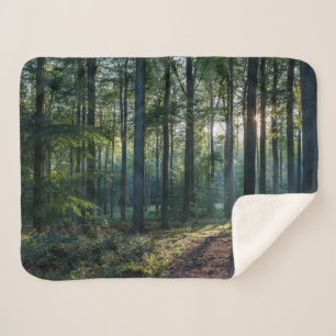 Forests Black Forest Germany Sherpadecke