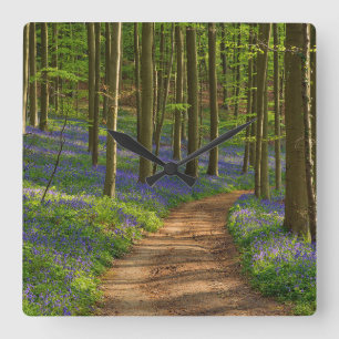Forests   Bluebell Forest in Belgium Quadratische Wanduhr
