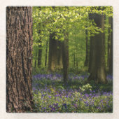 Forests Bluebells in Belgium Glasuntersetzer (Vorderseite)