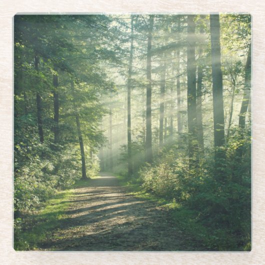 Forests Forest Path Hamburg Germany Glasuntersetzer (Vorderseite)