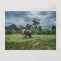 Forests | Kao Sok National Park