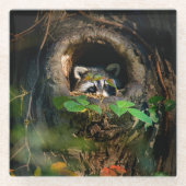 Forests Raccoon Peeking Glasuntersetzer (Vorderseite)