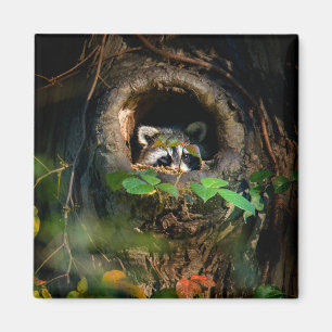 Forests Raccoon Peeking Magnet