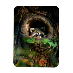 Forests Raccoon Peeking Magnet