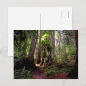 Forests | Redwood Forest California Postkarte (Vorne/Hinten)