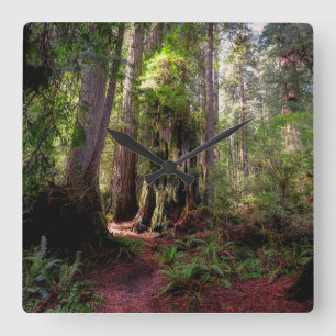 Forests   Redwood Forest California Quadratische Wanduhr