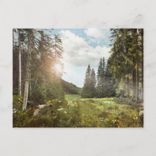 Forests Sun Peeking Thru Postkarte