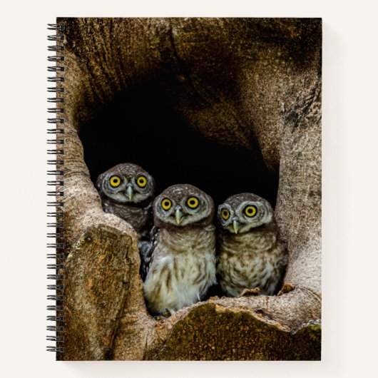 Forests Three Owls Looking Notizblock (Vorderseite)