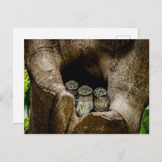 Forests | Three Owls Looking Postkarte (Vorne/Hinten)