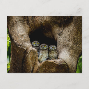 Forests   Three Owls Looking Postkarte