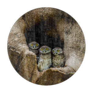 Forests Three Owls Looking Schneidebrett