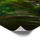 Forests Tropical Rainforest Tulum Mexico Poster (Ecke)