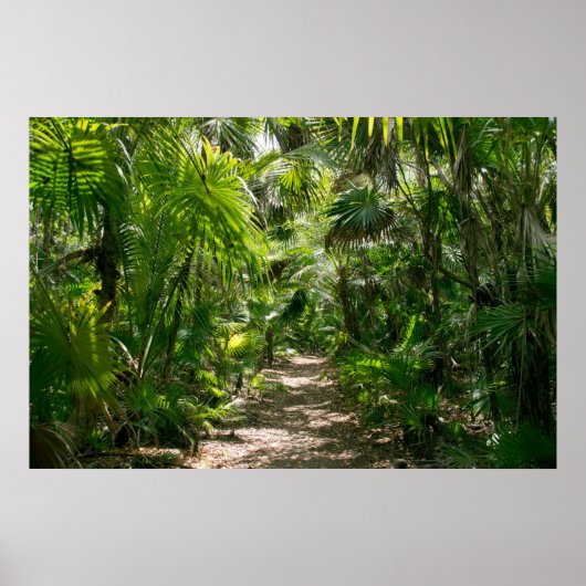 Forests Tropical Rainforest Tulum Mexico Poster (Vorne)
