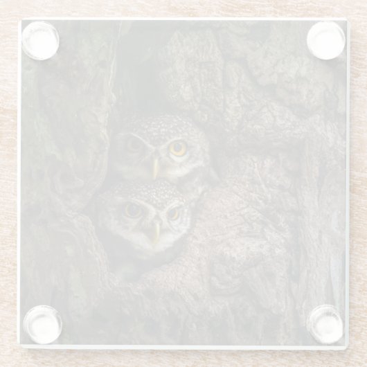 Forests Two Owls Looking Glasuntersetzer (Rückseite)