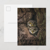 Forests | Two Owls Looking Postkarte (Vorne/Hinten)