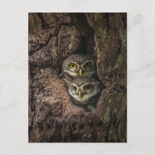 Forests | Two Owls Looking Postkarte (Vorderseite)
