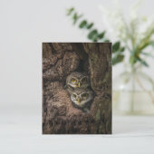 Forests | Two Owls Looking Postkarte (Stehend Vorderseite)