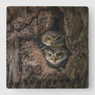 Forests   Two Owls Looking Quadratische Wanduhr