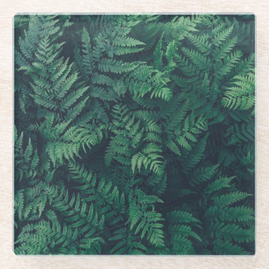 Forests | Woodland Ferns Glasuntersetzer (Vorderseite)
