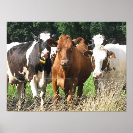 Forever Friends Cow Poster Geschenk (Vorne)