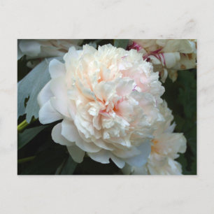 Forever Peony Einladung Postkarte