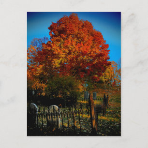 Forever Red Postcard Postkarte