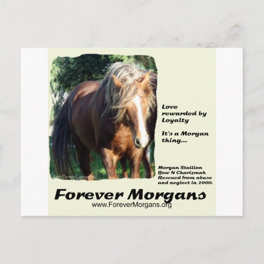 ForeverMorgans Morgan Stallion Postkarte (Vorderseite)