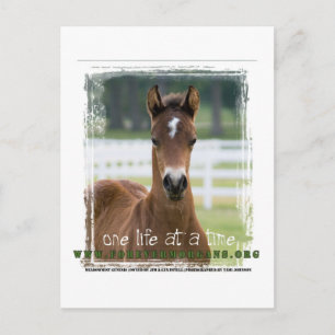 ForeverMorgans One Life to a Time Foal Postkarte
