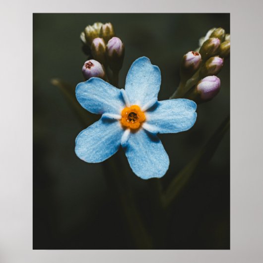 Forget Me Not Poster (Vorne)