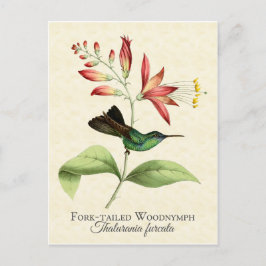 Fork Tail Wood Nymph Hummingbird Art Postkarte