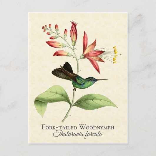 Fork Tail Wood Nymph Hummingbird Art Postkarte (Vorderseite)