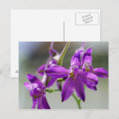 Forking Larkspur Postkarte (Vorne/Hinten)