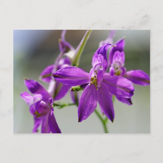 Forking Larkspur Postkarte (Vorderseite)
