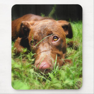 Forloro Chocolate Labrador Pit Puppy Mousepad