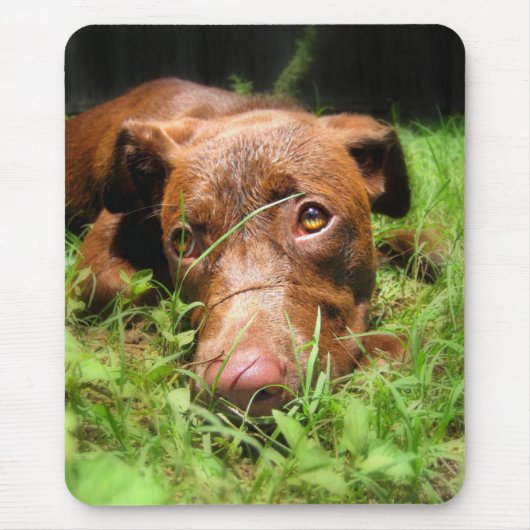 Forloro Chocolate Labrador Pit Puppy Mousepad (Vorne)