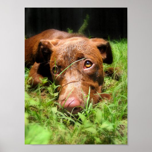 Forloro Chocolate Labrador Pit Puppy Poster (Vorne)