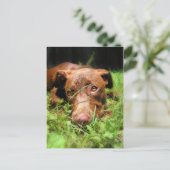 Forloro Chocolate Labrador Pit Puppy Postkarte (Stehend Vorderseite)